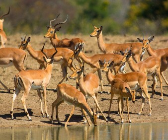South Africa Safari and overland tours